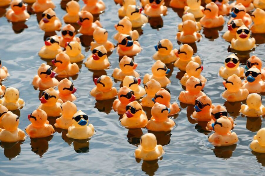 Duck Safari